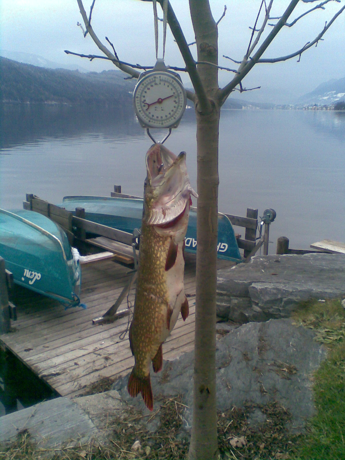 Pike caught in Lake Millstättersee 1
